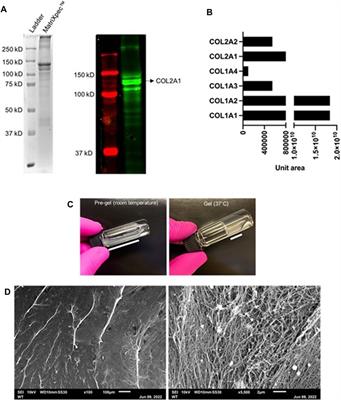 Bioactive decellularized extracellular matrix-based hydrogel supports human adipose tissue-derived stem cell maintenance and fibrocartilage phenotype